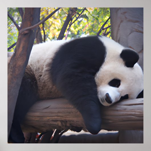 Slothful Panda Foto Print Poster (Vorne)