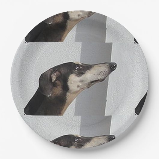 Sloughi.png Pappteller (Vorderseite)