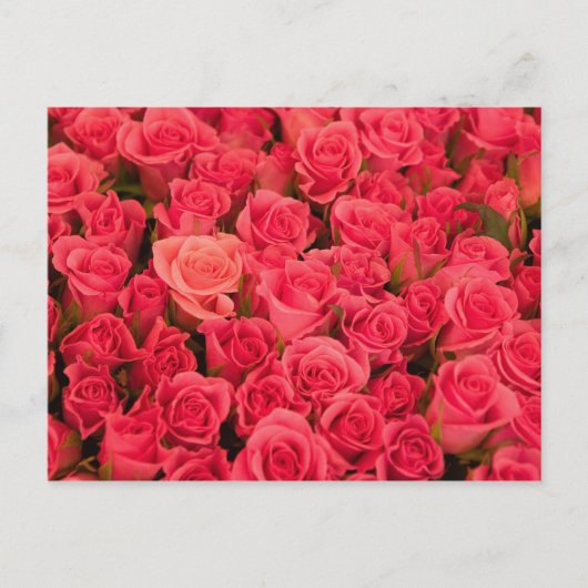 SLOVENIA, Ljubljana: Ljubljana Public Market / Postkarte (Vorderseite)