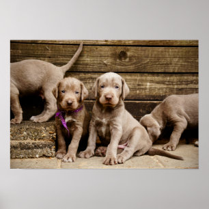 Slowakische Rough Haired Pointer Welpen Poster