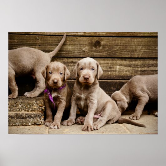 Slowakische Rough Haired Pointer Welpen Poster (Vorne)