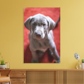 Slowakischer Rough Haired Pointer 2 Leinwanddruck (Insitu (Wohnzimmer))