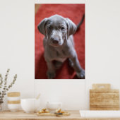 Slowakischer Rough Haired Pointer 2 Poster (Küche)