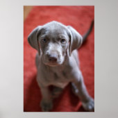 Slowakischer Rough Haired Pointer 2 Poster (Vorne)