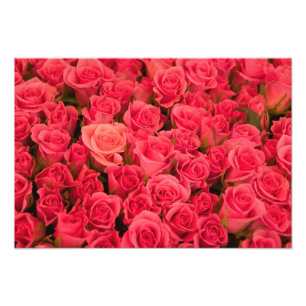 SLOWENIEN, Ljubljana: Öffentlicher Markt Ljubljan Fotodruck