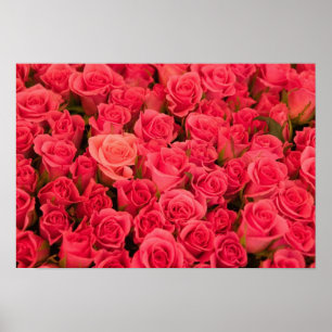 SLOWENIEN, Ljubljana: Öffentlicher Markt Ljubljan Poster