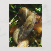 Slugs, Insel Unalaska Postkarte (Vorderseite)