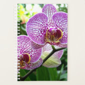 Sm Planer Lila gestreifte Orchideen (Vorderseite)