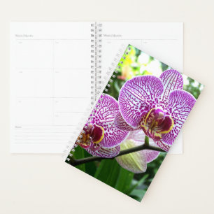 Sm Planer Lila gestreifte Orchideen