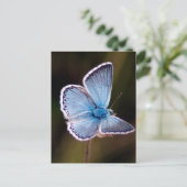 Small Blue Butterfly Postcard Postkarte (Stehend Vorderseite)