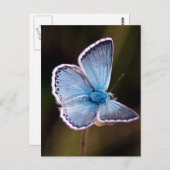 Small Blue Butterfly Postcard Postkarte (Vorne/Hinten)