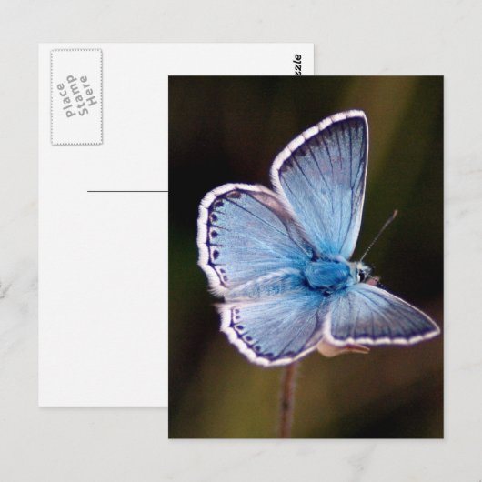 Small Blue Butterfly Postcard Postkarte (Vorne/Hinten)