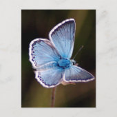Small Blue Butterfly Postcard Postkarte (Vorderseite)