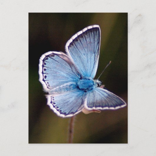 Small Blue Butterfly Postcard Postkarte (Vorderseite)