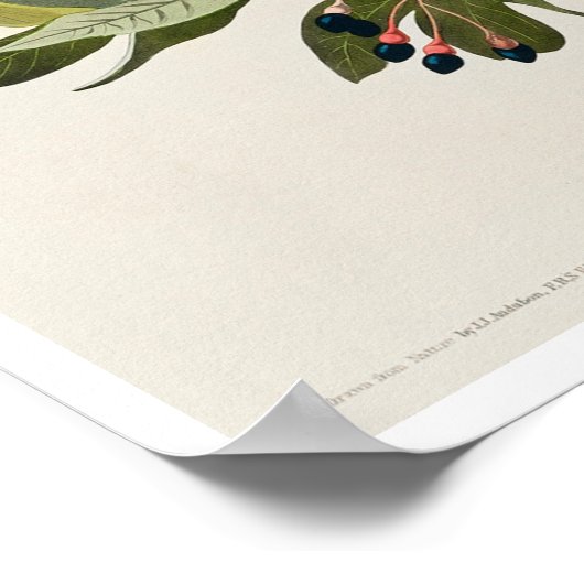 Small Green Created Flycatcher von Audubon Poster (Ecke)