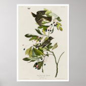 Small Green Created Flycatcher von Audubon Poster (Vorne)
