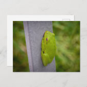 Small green tree frog clings to a metal rail. postkarte (Vorne/Hinten)