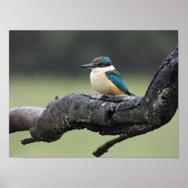 Small Kookaburra Bird Poster