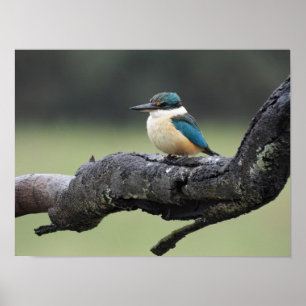 Small Kookaburra Bird Poster