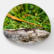 Small Lizard