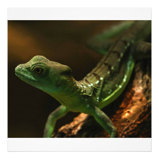 Small Lizard Fotodruck