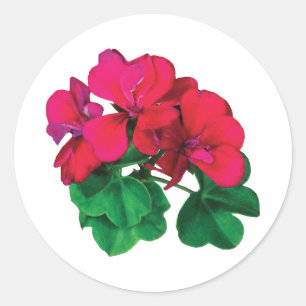 Small Magenta Geraniums Runder Aufkleber