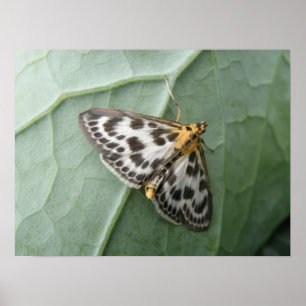Small Magpie Moth Macro Print Poster