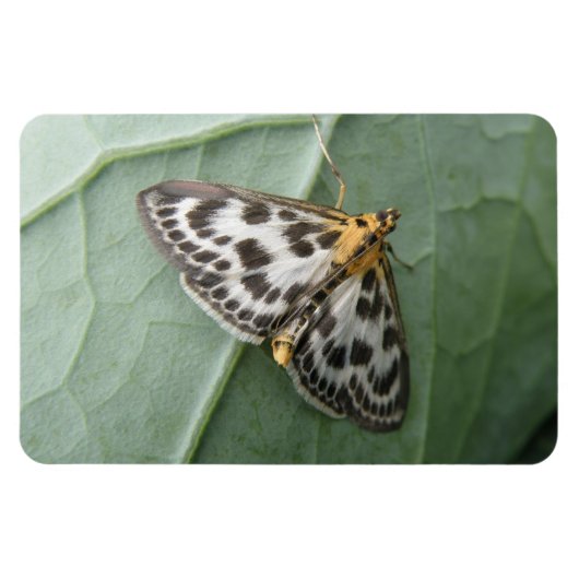 Small Magpie Moth Premium Magnet (Horizontal)