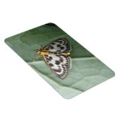Small Magpie Moth Premium Magnet (Rechte Seite)