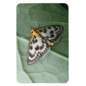 Small Magpie Moth Premium Magnet (Vertikal)
