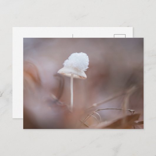 Small Mushroom Nature Photo Postkarte (Vorne/Hinten)