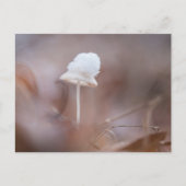 Small Mushroom Nature Photo Postkarte (Vorderseite)