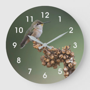 Small Orange Hummingbird  Große Wanduhr