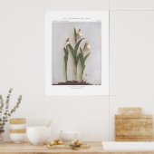 Small White Lady's Slipper - Cypripedium candidum Poster (Küche)