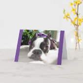 Smallish Nickerchen… oder ZWEI! Lola B. Boston Karte (Gelbe Blume)