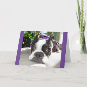 Smallish Nickerchen… oder ZWEI! Lola B. Boston Karte