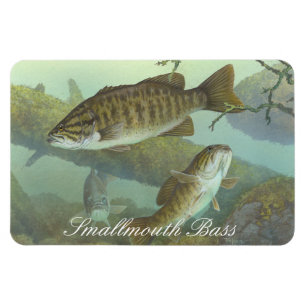 Smallmouth Bass Painting Magnet