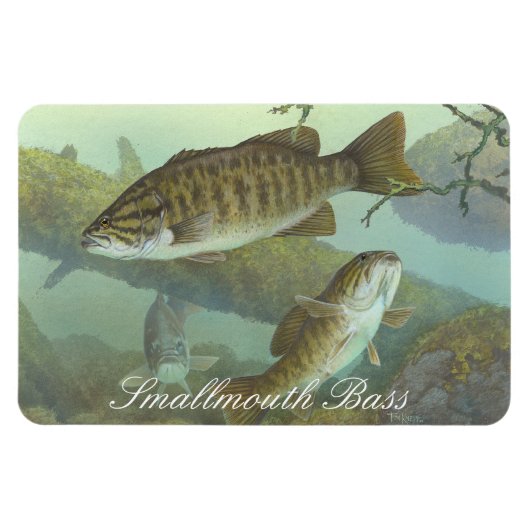 Smallmouth Bass Painting Magnet (Horizontal)