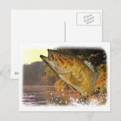 Smallmouth Bass Postkarte (Vorne/Hinten)