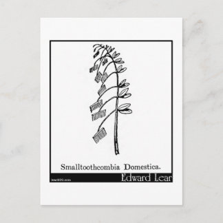 Smallzahncombia Domestica. Postkarte
