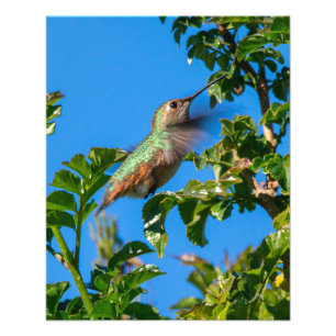 Smaragd-Flash: Kolibri in Bewegung Fotodruck