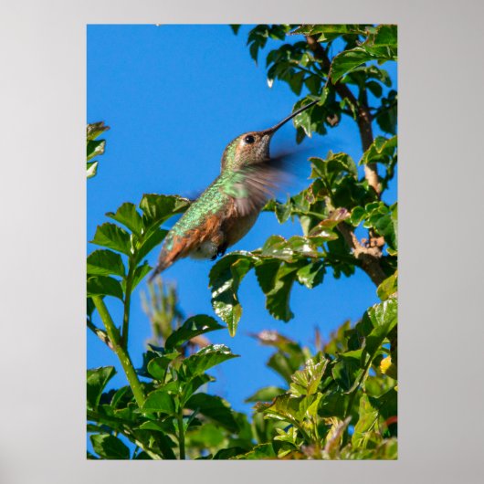Smaragd-Flash: Kolibri in Bewegung Poster (Vorne)