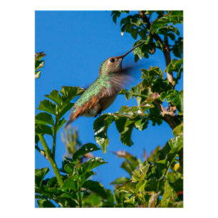 Smaragd-Flash: Kolibri in Bewegung Poster