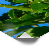 Smaragd-Flash: Kolibri in Bewegung Poster (Ecke)