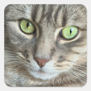 Smaragdaugen – Porträt einer Katze mit grünen Auge Quadratischer Aufkleber