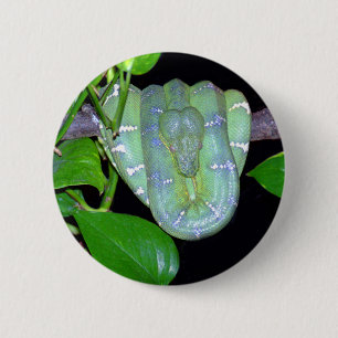 Smaragdbaum BoA-Morticia Knopf Button