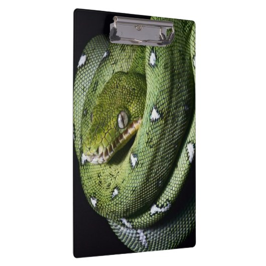 Smaragdboa der grünen Baumschlange in Bolivien Klemmbrett (Rechts)