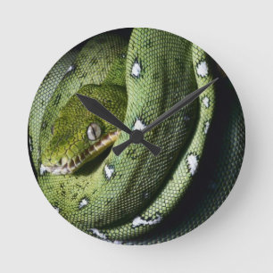 Smaragdboa der grünen Baumschlange in Bolivien Runde Wanduhr