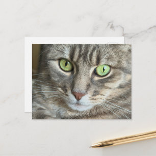 Smaragdgrüne Katzenporträt-Fotografie mit feline A Postkarte
