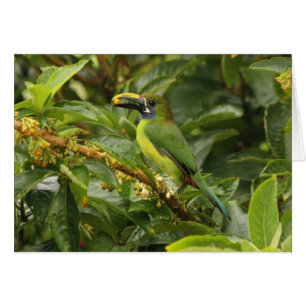 SmaragdToucanet